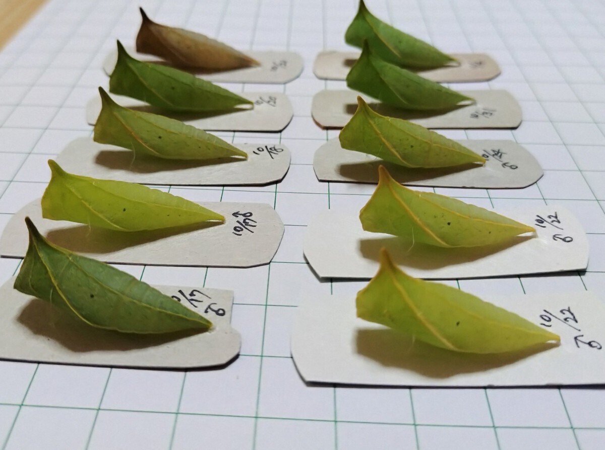 アオスジアゲハ蛹 サナギ★越冬蛹★来春羽化予定★春型★台座付きで羽化不全や傷つきを防げます★アゲハ/幼虫/北陸産///_画像2