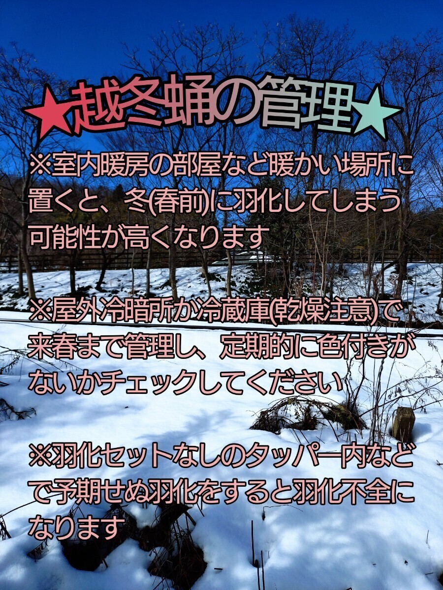 アオスジアゲハ蛹 サナギ★越冬蛹★来春羽化予定★春型★台座付きで羽化不全や傷つきを防げます★アゲハ/幼虫/北陸産///_画像7