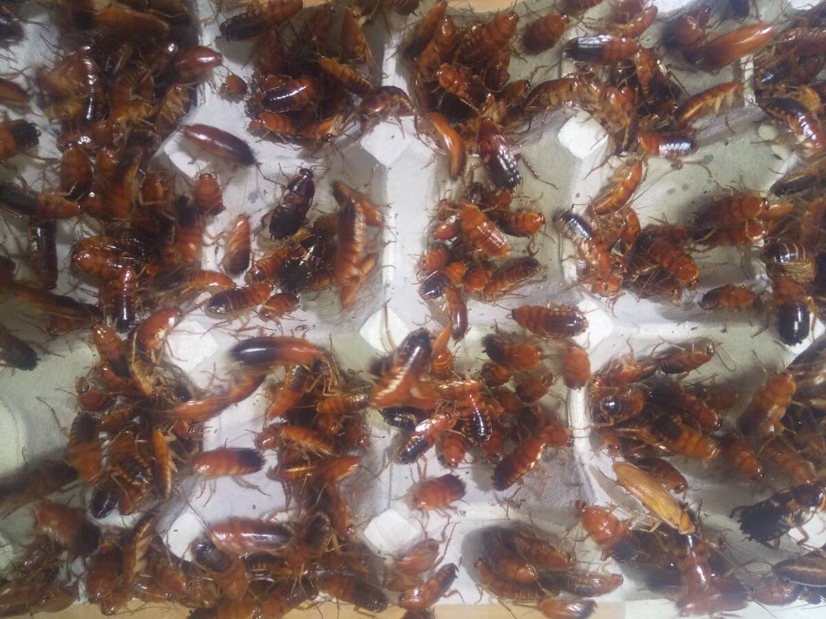 レッドローチ　ML　１５ｍｍ前後　１０００匹　２７００円_画像2