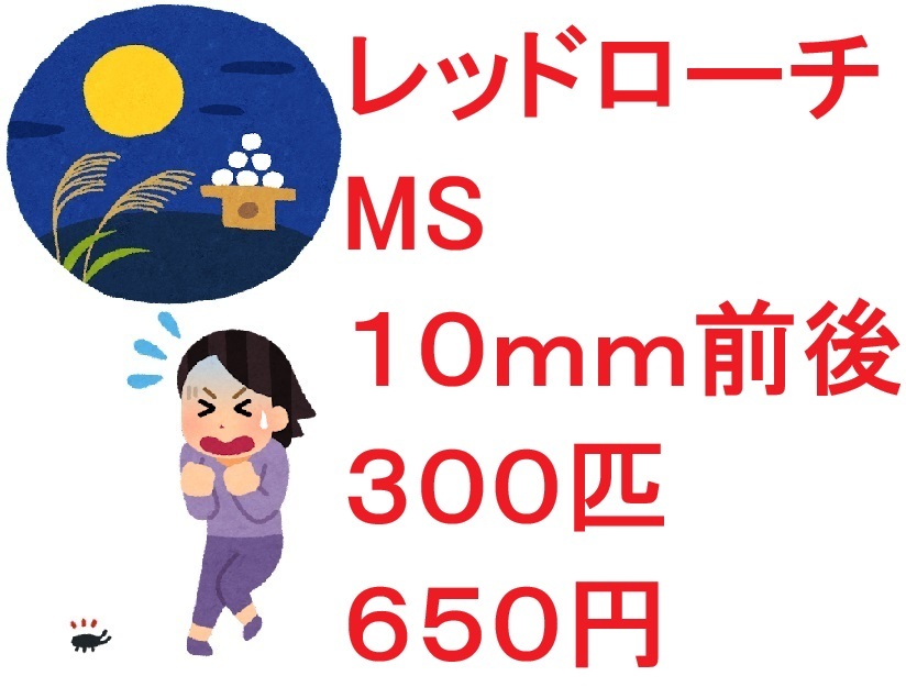 レッドローチ　MS　１０ｍｍ前後　３００匹　６５０円_画像1