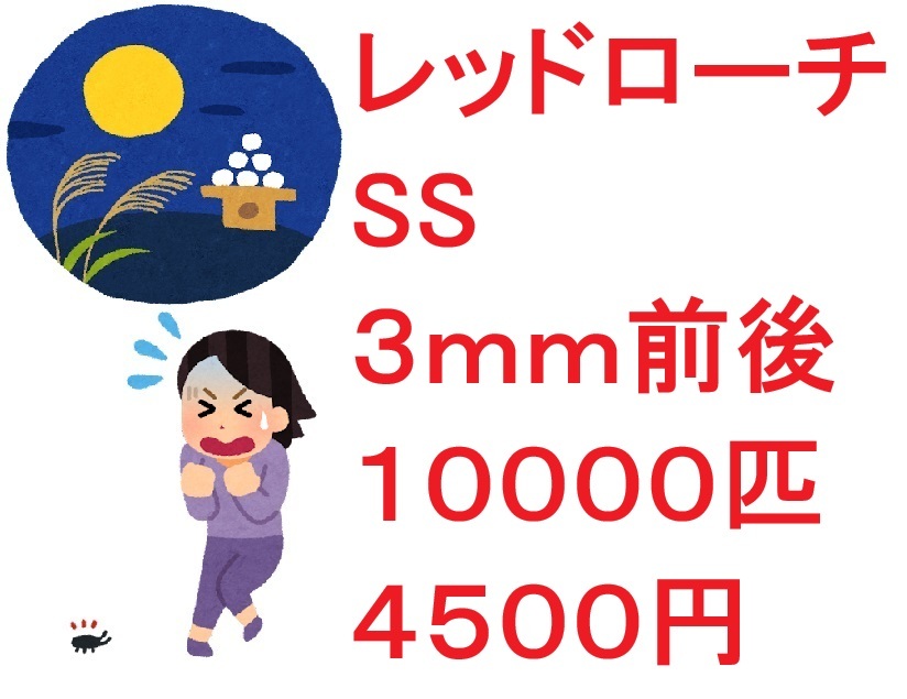 レッドローチ　SS　３ｍｍ前後　１００００匹　４５００円_画像1