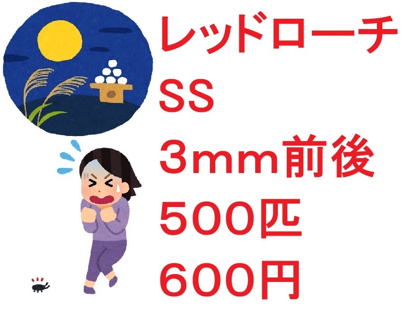 レッドローチ　SS　３ｍｍ前後　５００匹　６００円_画像1