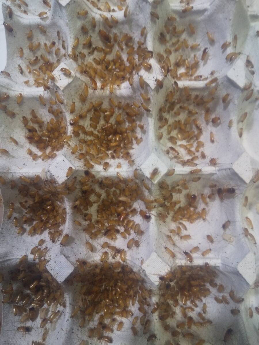 レッドローチ　S　６ｍｍ前後　１０００匹　１２００円_画像2