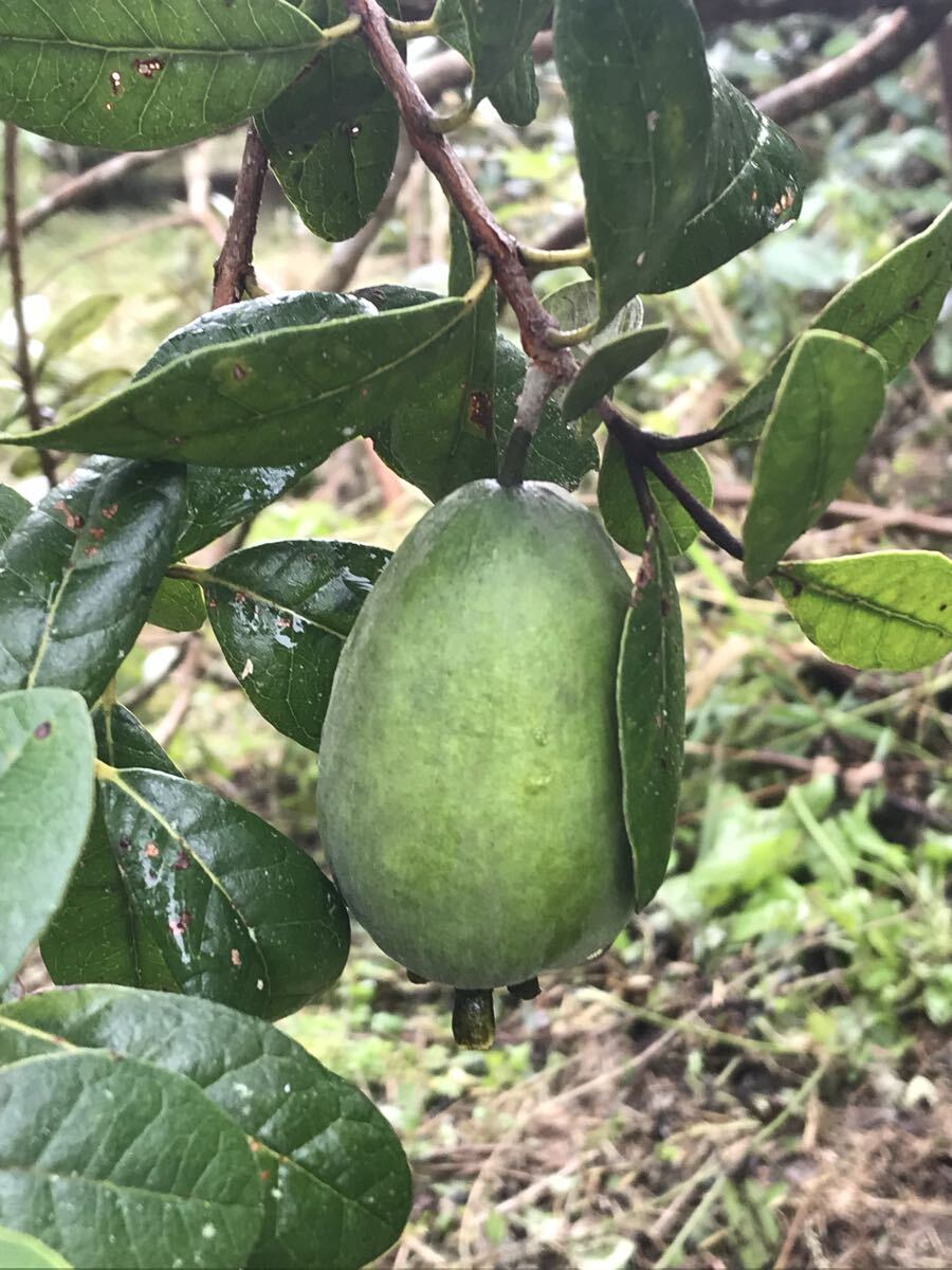 сельское хозяйство дом прямая поставка фейхоа 2 kilo