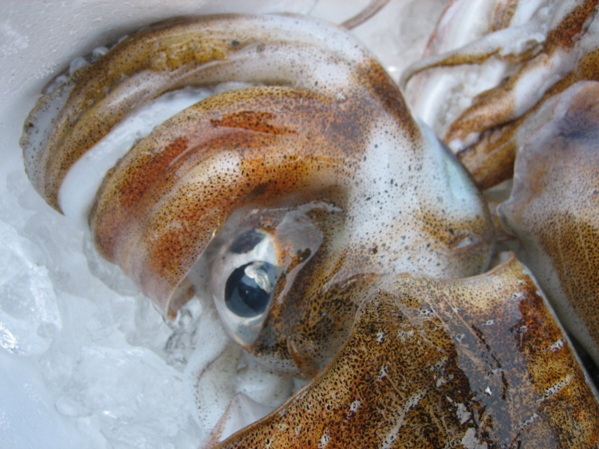 烏賊の王様「特大、アオリ 20尾位で4kg」烏賊の王様!! お刺身用境港産_画像9