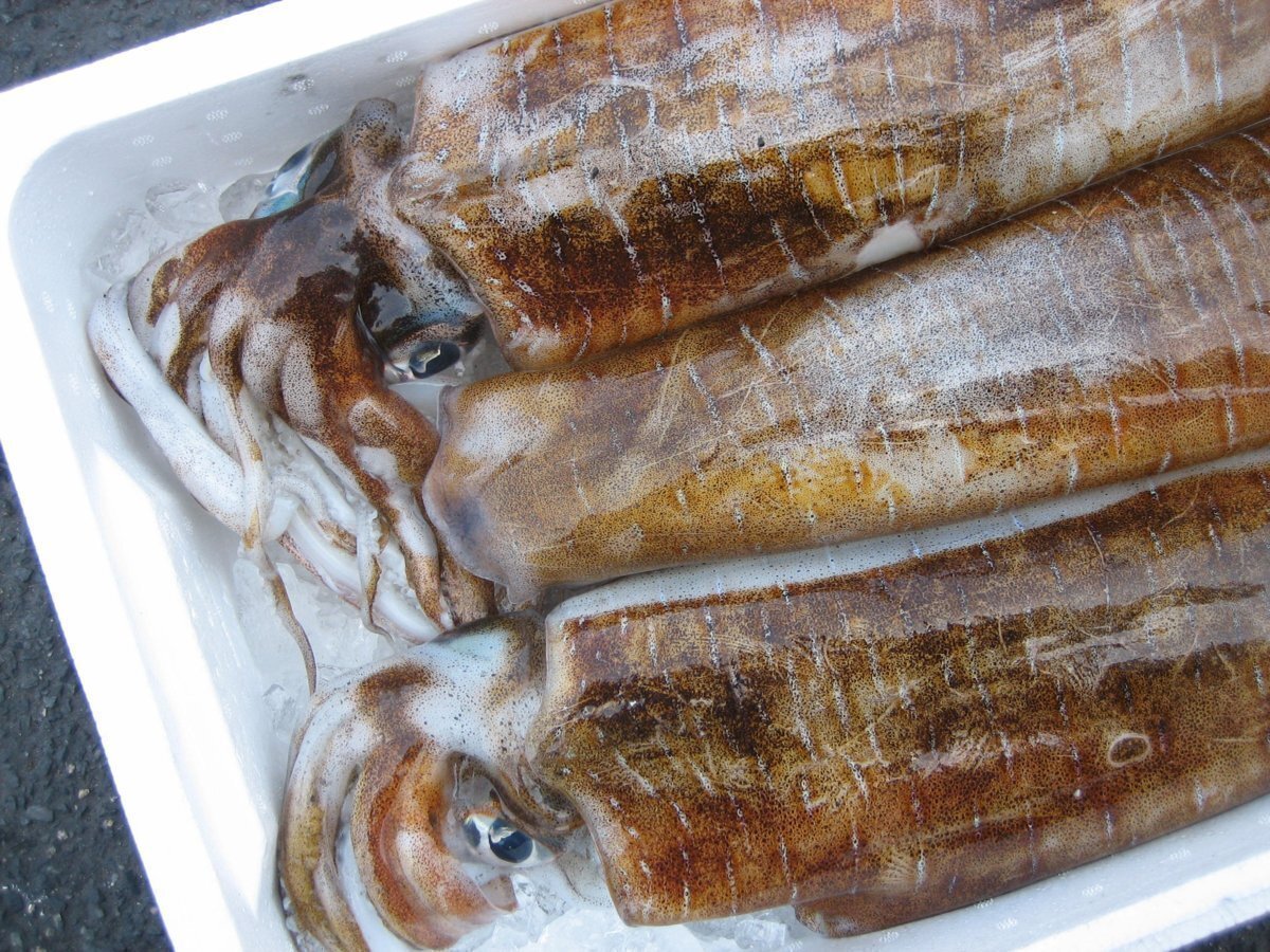 烏賊の王様「特大、アオリ 20尾位で4kg」烏賊の王様!! お刺身用境港産_画像10