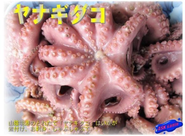 やわらか「ヤナギダコ3kg」　シャブシャブ、お刺身、焼き、煮付け、たこ焼き_画像1