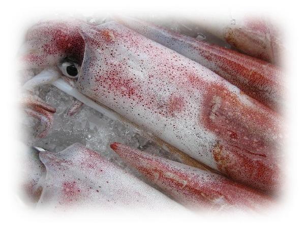 人気NO1!! 超高級「特大、白烏賊4kg（剣先）」 ASK福袋訳業務用_画像2