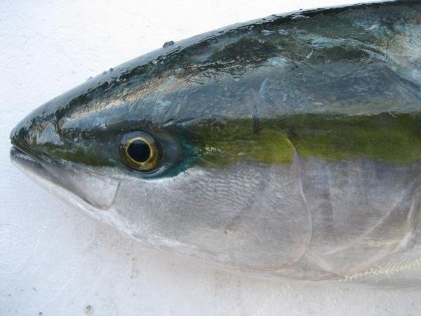 脂のってます!!「天然ブリの子 1.5-2.5kg」ツバス...とれたて直送!!境港産_画像3