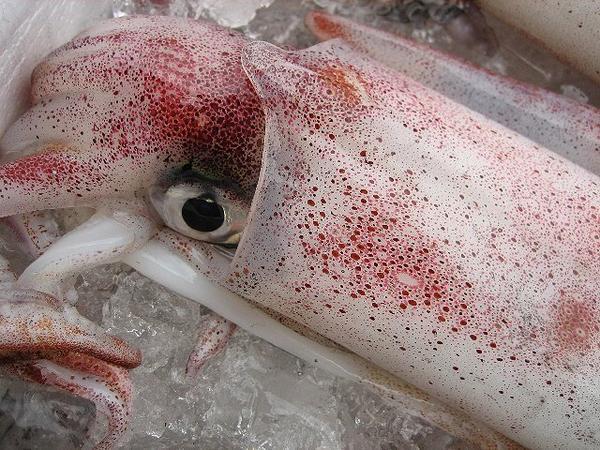 人気NO1!! 超高級「特大、白烏賊4kg（剣先）」 ASK福袋訳業務用_画像3