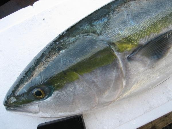 脂のってます!!「天然ブリの子 1.5-2.5kg」ツバス...とれたて直送!!境港産_画像4