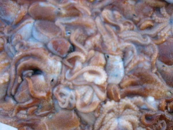 やわらか「ヤナギダコ3kg」　シャブシャブ、お刺身、焼き、煮付け、たこ焼き_画像5