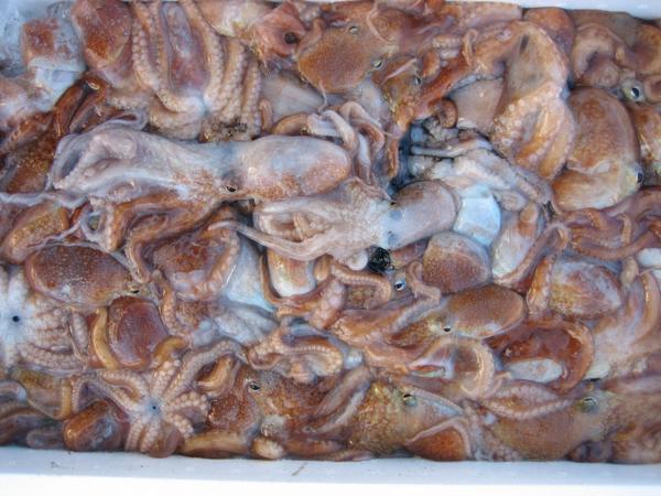 やわらか「ヤナギダコ3kg」　シャブシャブ、お刺身、焼き、煮付け、たこ焼き_画像6