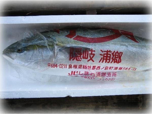 今が旬「天然ブリの子 2.5-3.5kg」ハマチ...とれたて直送!!境港産_画像5