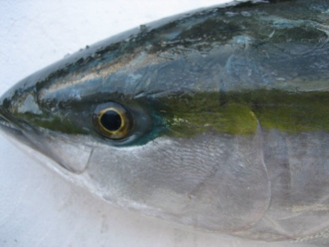 脂のってます!!地物「天然寒ブリ10-11kg」鮮度抜群、山陰境港産、とれたて直送！！_画像2