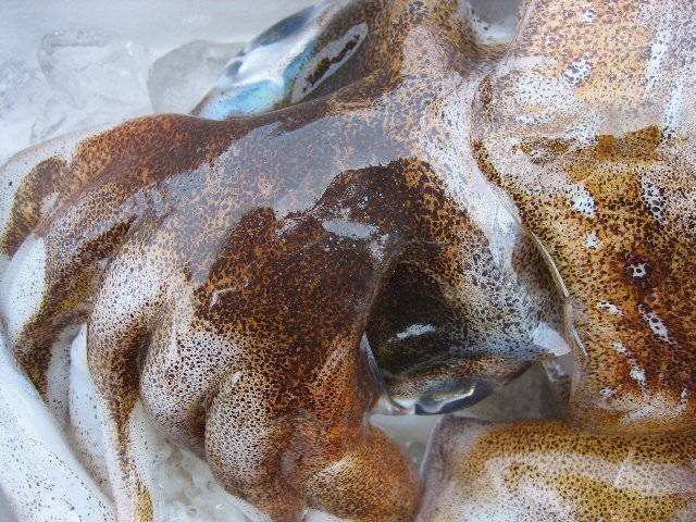 烏賊の王様「特大、アオリ 20尾位で4kg」烏賊の王様!! お刺身用境港産_画像5