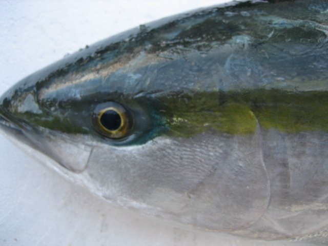 活〆「寒ブリ10-11kg」鮮度抜群、山陰境港産、とれたて直送！！_画像2