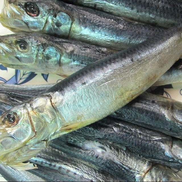 特大「イワシ丸干し500g」はんなま製品、地物!!めちゃめちゃ脂のってます!!_画像4