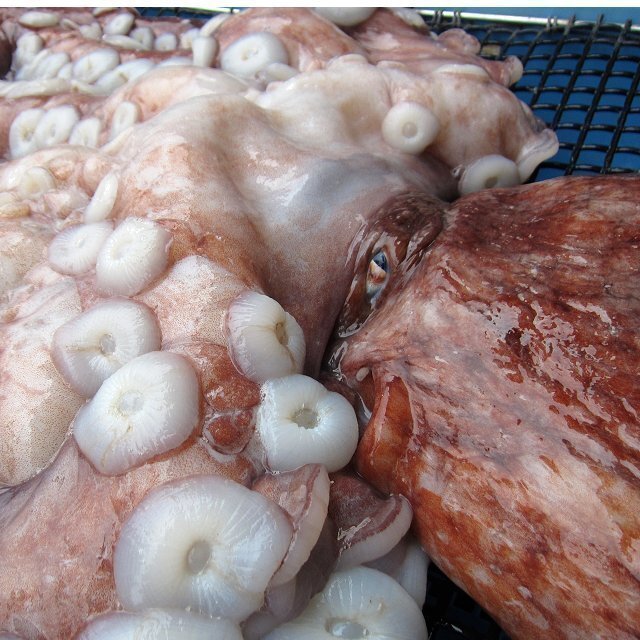 巨大「活タコ、1尾で10kg位」お刺身用 ... シャブシャブもGOOD、とれたて直送！！_画像2