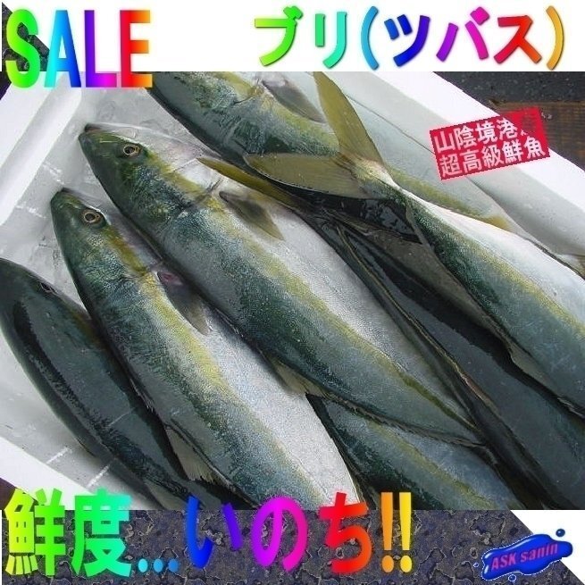 脂のってます!!「天然ブリの子 1.5-2.5kg」ツバス...とれたて直送!!境港産_画像1