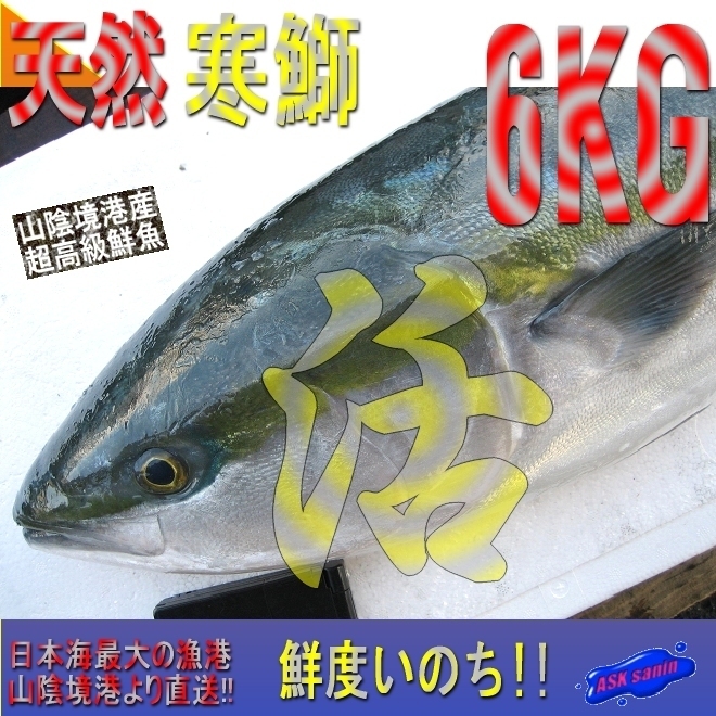 脂のってます。活〆「寒ブリ6-7kg」鮮度抜群、山陰境港産、とれたて直送！！_画像1