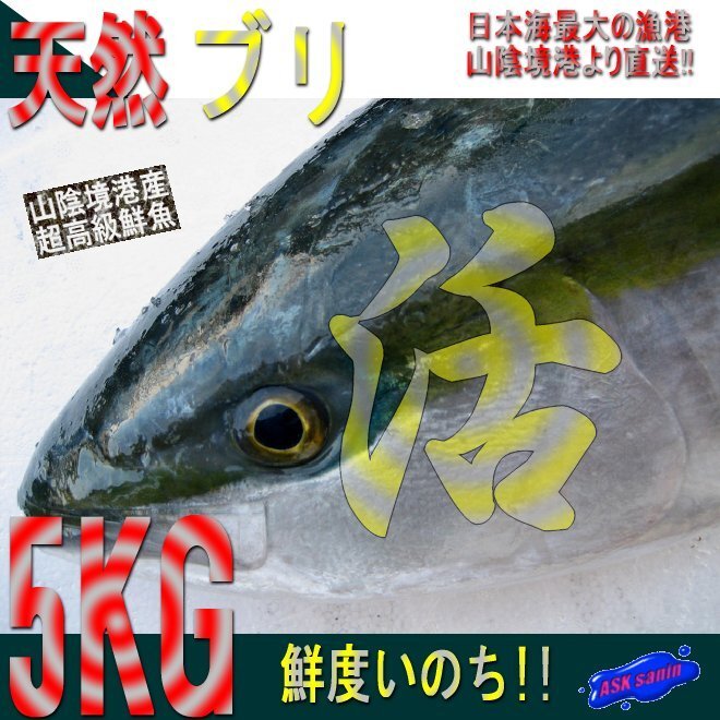 朝どれ直送!! 地物「天然ブリ5-6kg」、天然物（不定貫につき差額発生します。)_画像1
