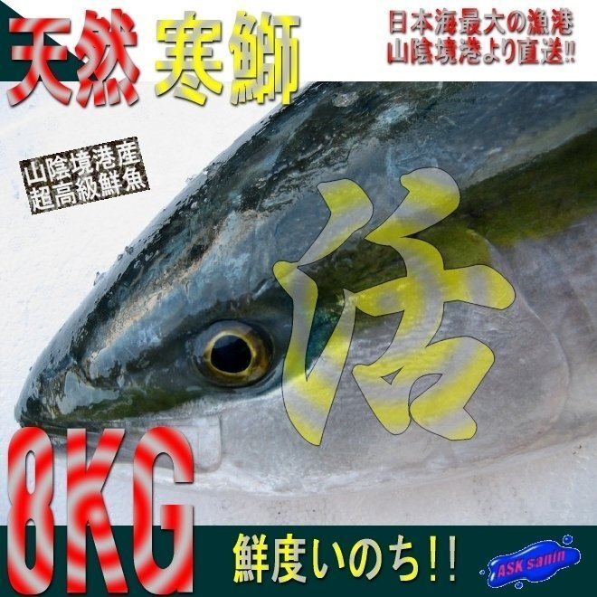 脂のってます!!地物「天然寒ブリ8-9kg」鮮度抜群、山陰境港産、とれたて直送！！_画像1