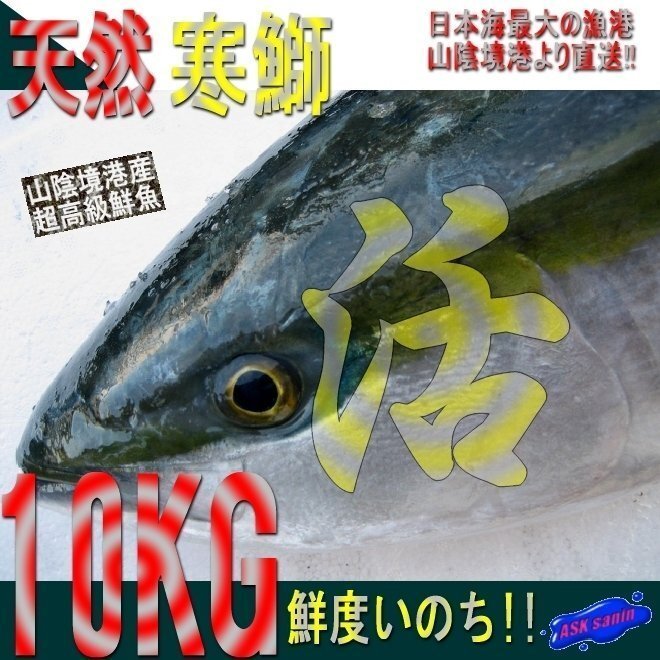 脂のってます!!地物「天然寒ブリ10-11kg」鮮度抜群、山陰境港産、とれたて直送！！_画像1