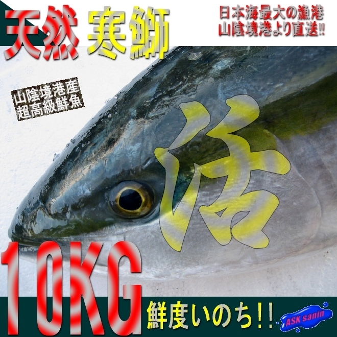 活〆天然「ブリ7-10kg」鮮度抜群、山陰境港産、とれたて直送!!(不定貫につき差額発生します。)_画像1