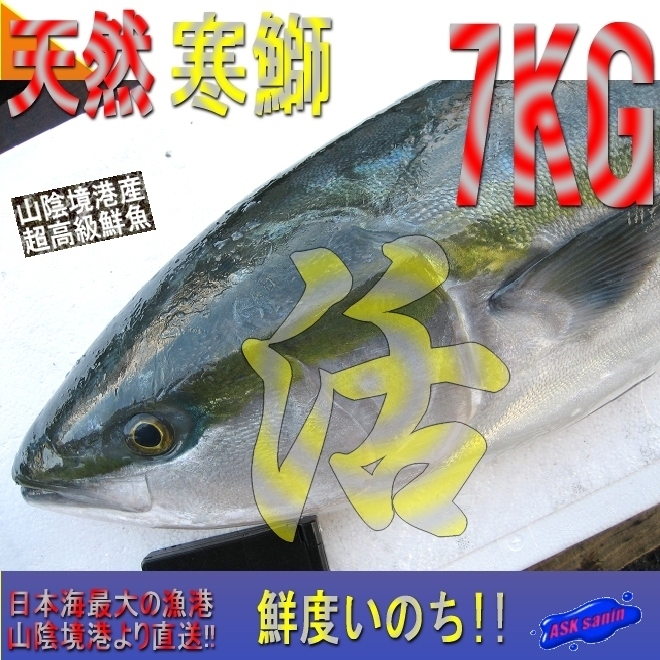 脂のってます。活〆「寒ブリ7-8kg」鮮度抜群、山陰境港産、とれたて直送！！_画像1