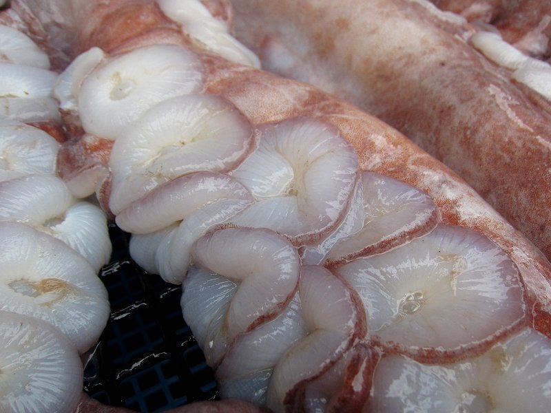 巨大「活タコ、1尾で10kg位」お刺身用 ... シャブシャブもGOOD、とれたて直送！！_画像6