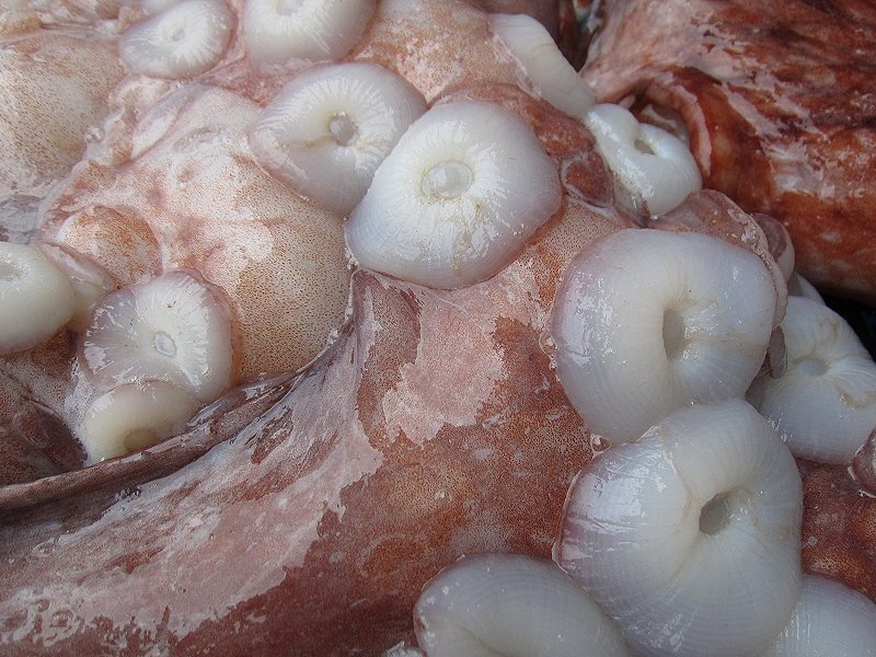 巨大「活タコ、1尾で10kg位」お刺身用 ... シャブシャブもGOOD、とれたて直送！！_画像7