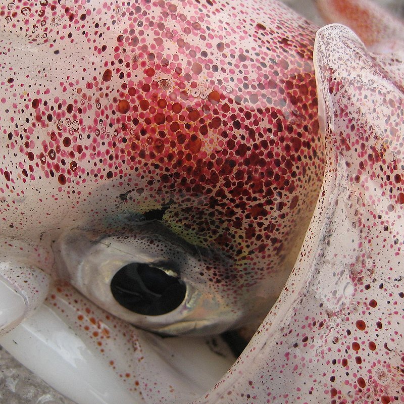 人気NO1の「白烏賊3立て4kg」箱売り（入り数不定）、お刺身用（剣先）美しい釣り物です。_画像2