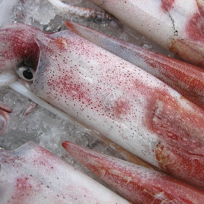 人気NO1の「白烏賊3立て4kg」箱売り（入り数不定）、お刺身用（剣先）美しい釣り物です。_画像7