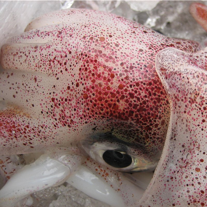 人気NO1の「白烏賊3立て4kg」箱売り（入り数不定）、お刺身用（剣先）美しい釣り物です。_画像3