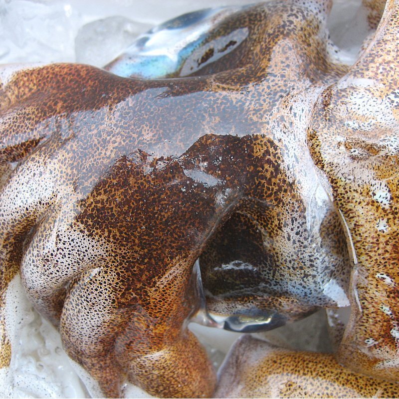 烏賊の王様「特大、アオリ 20尾位で4kg」烏賊の王様!! お刺身用境港産_画像4