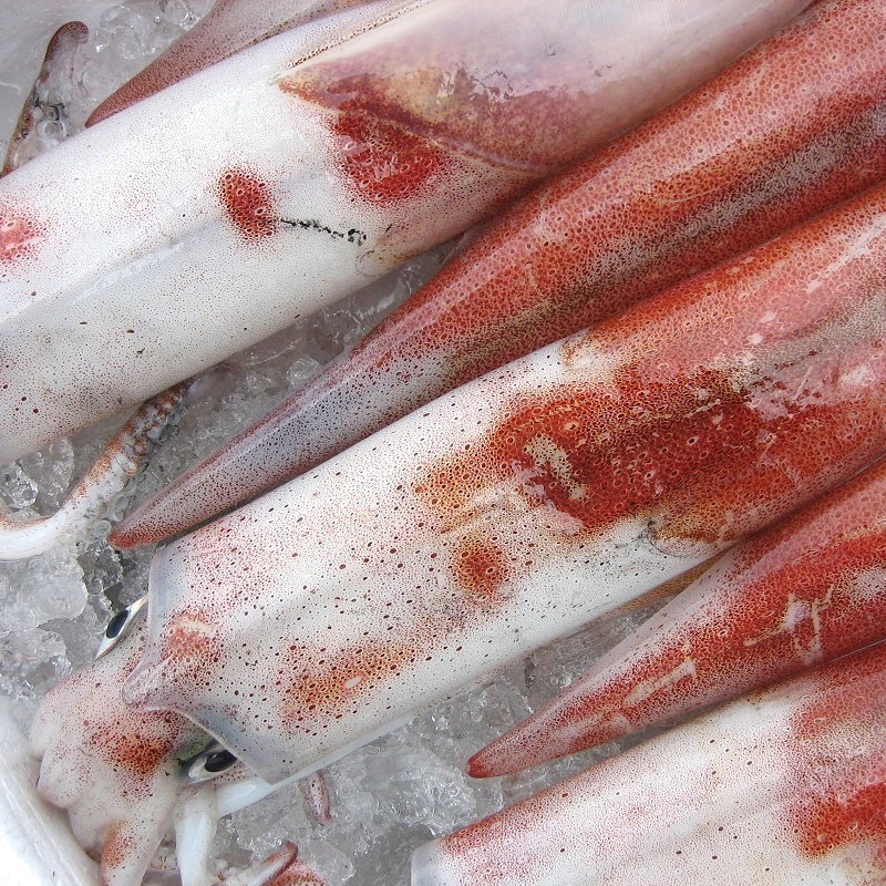 人気NO1の「白烏賊3立て4kg」箱売り（入り数不定）、お刺身用（剣先）美しい釣り物です。_画像9