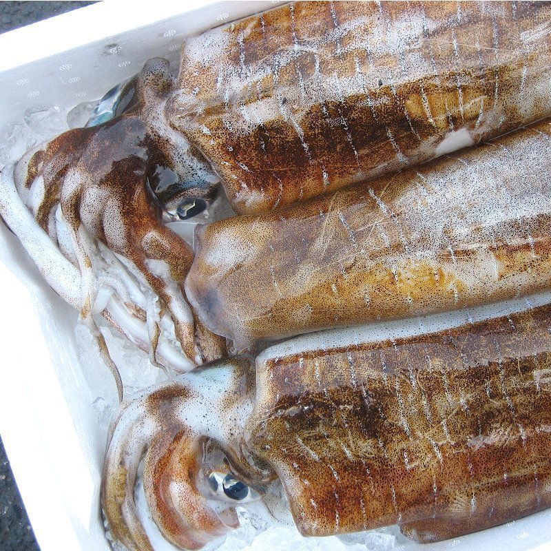 烏賊の王様「特大、アオリ 20尾位で4kg」烏賊の王様!! お刺身用境港産_画像7