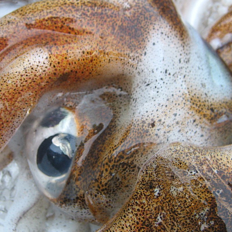 烏賊の王様「特大、アオリ 20尾位で4kg」烏賊の王様!! お刺身用境港産_画像2