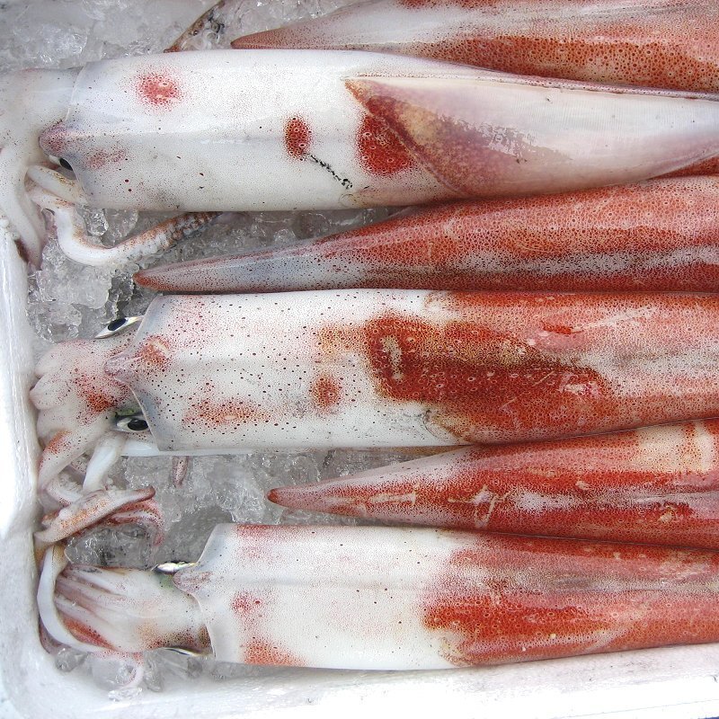 人気NO1の「白烏賊3立て4kg」箱売り（入り数不定）、お刺身用（剣先）美しい釣り物です。_画像10