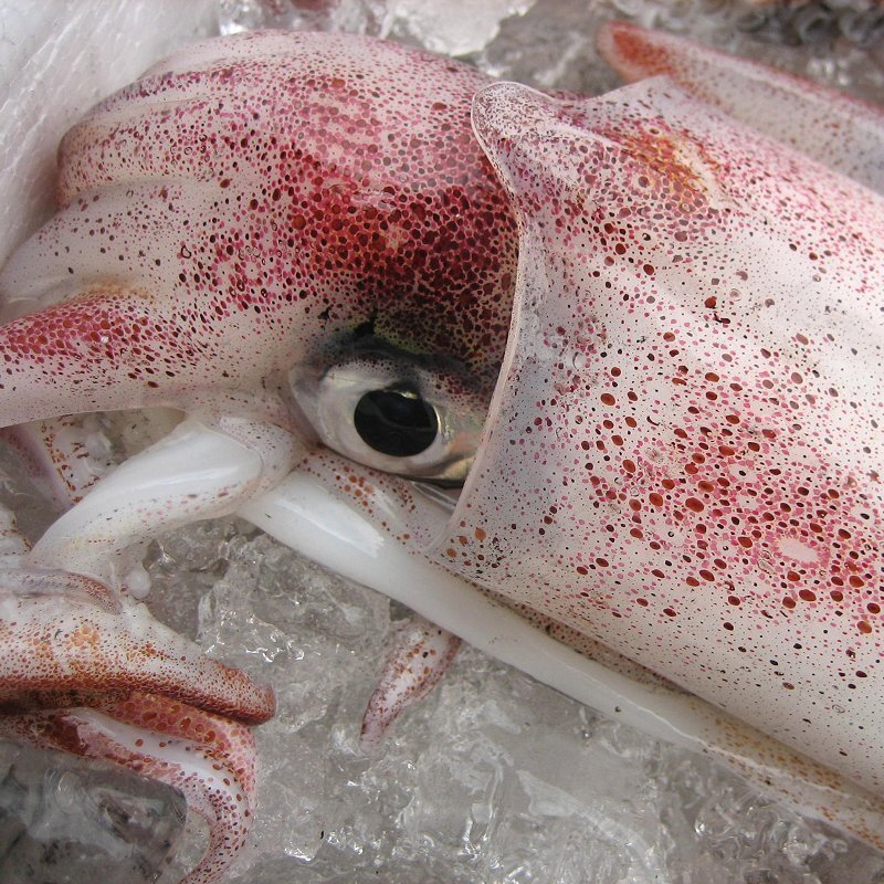 人気NO1の「白烏賊3立て4kg」箱売り（入り数不定）、お刺身用（剣先）美しい釣り物です。_画像6