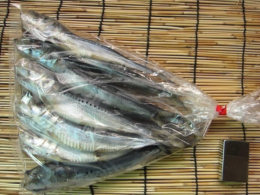 特大「イワシ丸干し500g」はんなま製品、地物!!めちゃめちゃ脂のってます!!_画像7
