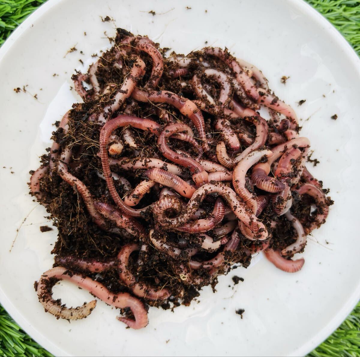 シマミミズ（300匹）　ペット　爬虫類　カエル　トカゲ　カメ　鳥　観賞魚　ガーデニング　コンポスト　エサ　釣り_画像2