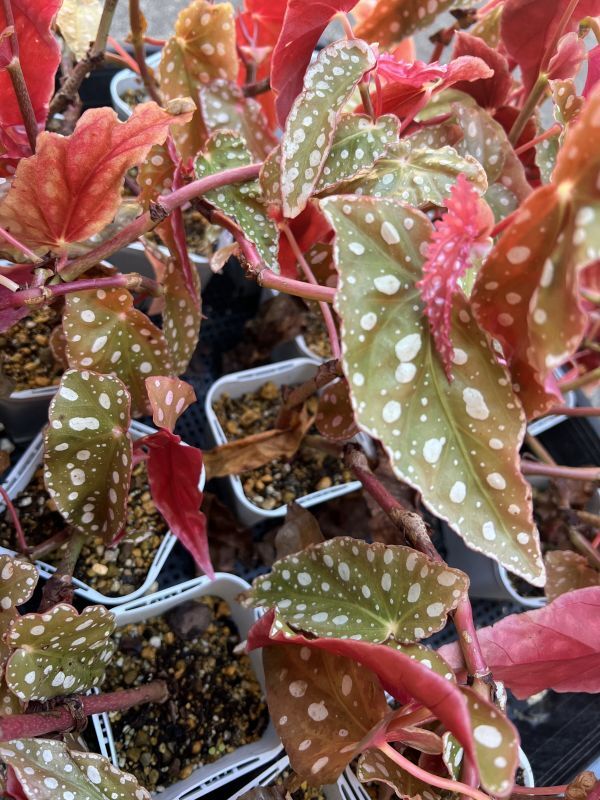  бегония *ma кулер ta комплект осмотр ) Рождество . рекомендация! зеленый . красный. лист ... симпатичный 