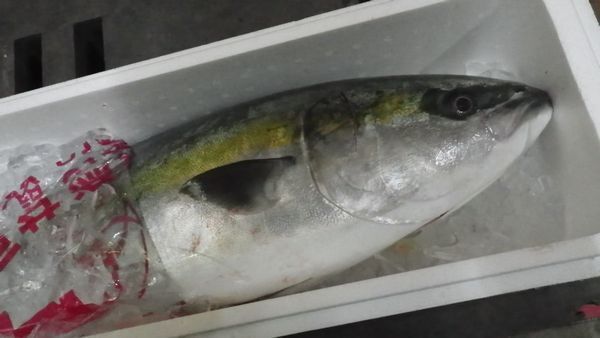 北海道産活〆天然生ぶり（鰤）5ｋｇ前後〔Ｂ〕☆北港直販☆鰤・ブリ〔代引き不可〕_画像1