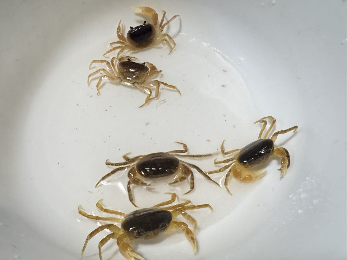 サワガニ5匹 テラリウム ビオトープ 即決価格 _画像1