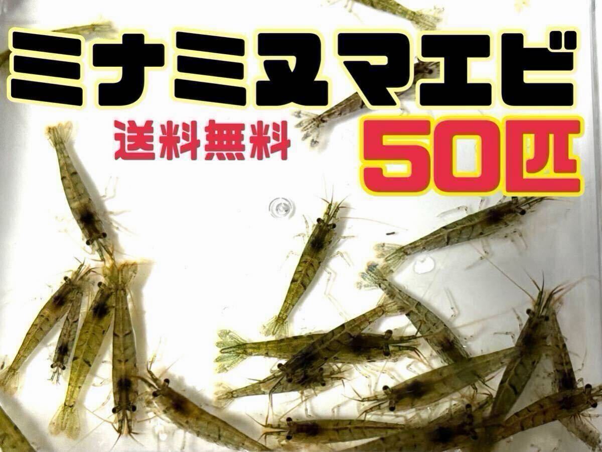 送料無料 ミナミヌマエビ50匹+αとアナカリス5本セット即決価格 川エビ 淡水エビ 餌 水草 離れ島不可 淡水魚餌 死着保証なし_画像1