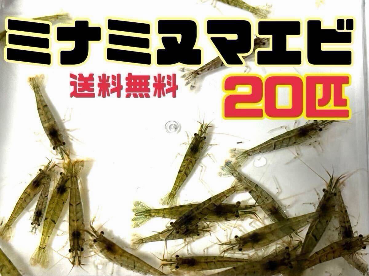 送料無料 ミナミヌマエビ20匹＋α とアナカリス5本セット即決価格 商品説明必読 死着保証なしです_画像1