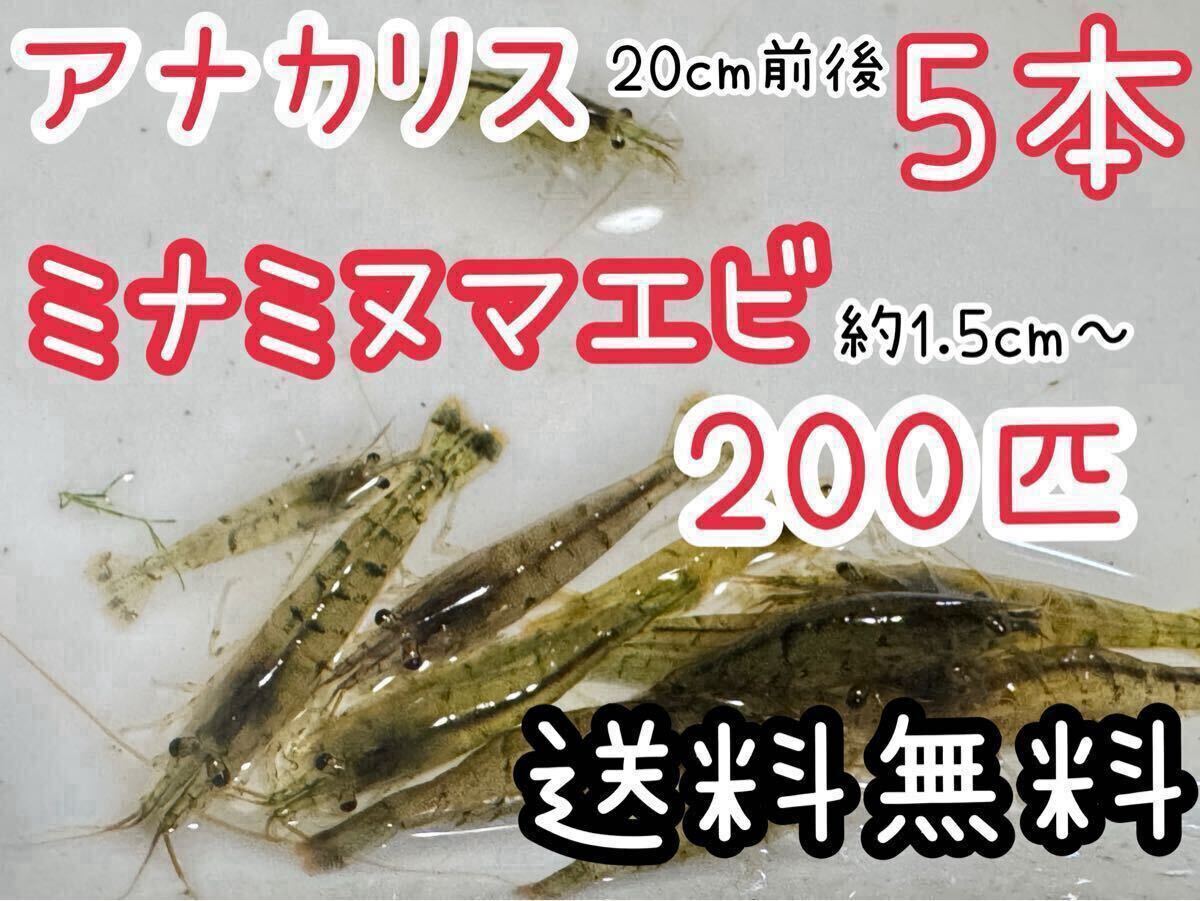 送料無料 ミナミヌマエビ200匹＋アナカリス5本 水草 肉食魚の餌 水草水槽 アクアリウム コケ取り 釣り餌 餌 死着保証なしダンボール発送_画像1