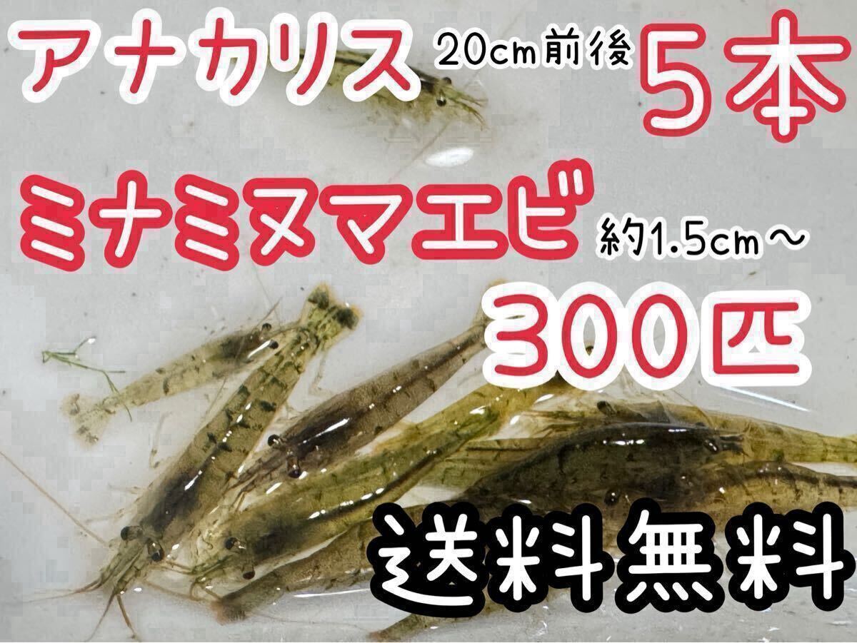 送料無料 アナカリス5本とミナミヌマエビ300匹＋αセット即決価格 川エビ 淡水エビ 餌 水草 離れ島不可 死着保証なしダンボール発送_画像1
